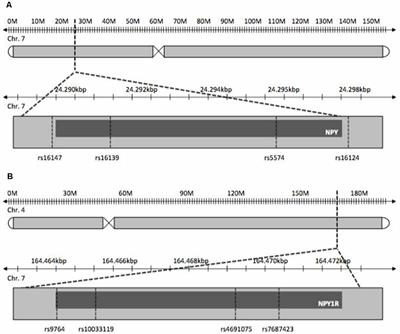 No Association of Variants of the NPY-System With Obsessive-Compulsive Disorder in Children and Adolescents